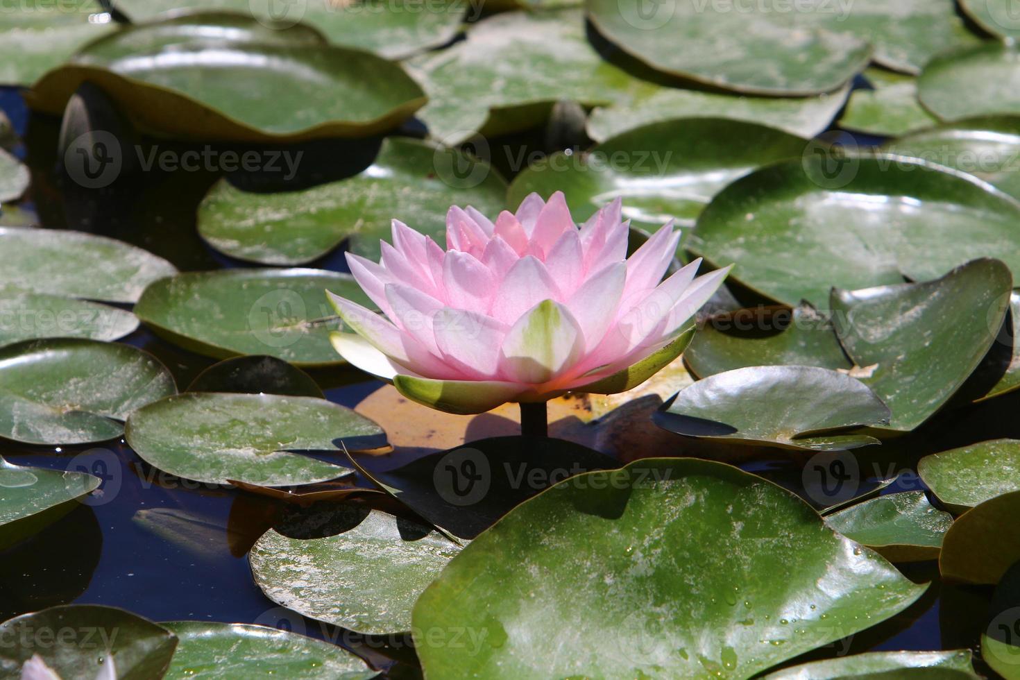 flores de nenúfar brilhante e grandes folhas verdes em um lago em israel foto