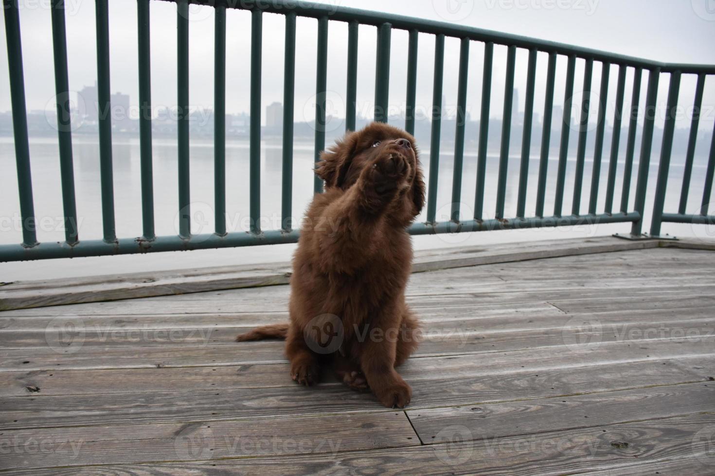 lindo cachorrinho marrom terra nova segurando sua pata para cima foto