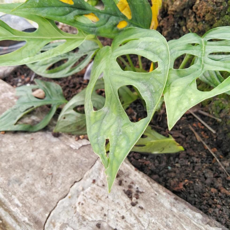 planta ornamental monstera adansonii ou planta de queijo suíço que é plantada no quintal da casa para que o quintal fique mais bonito e atraente foto