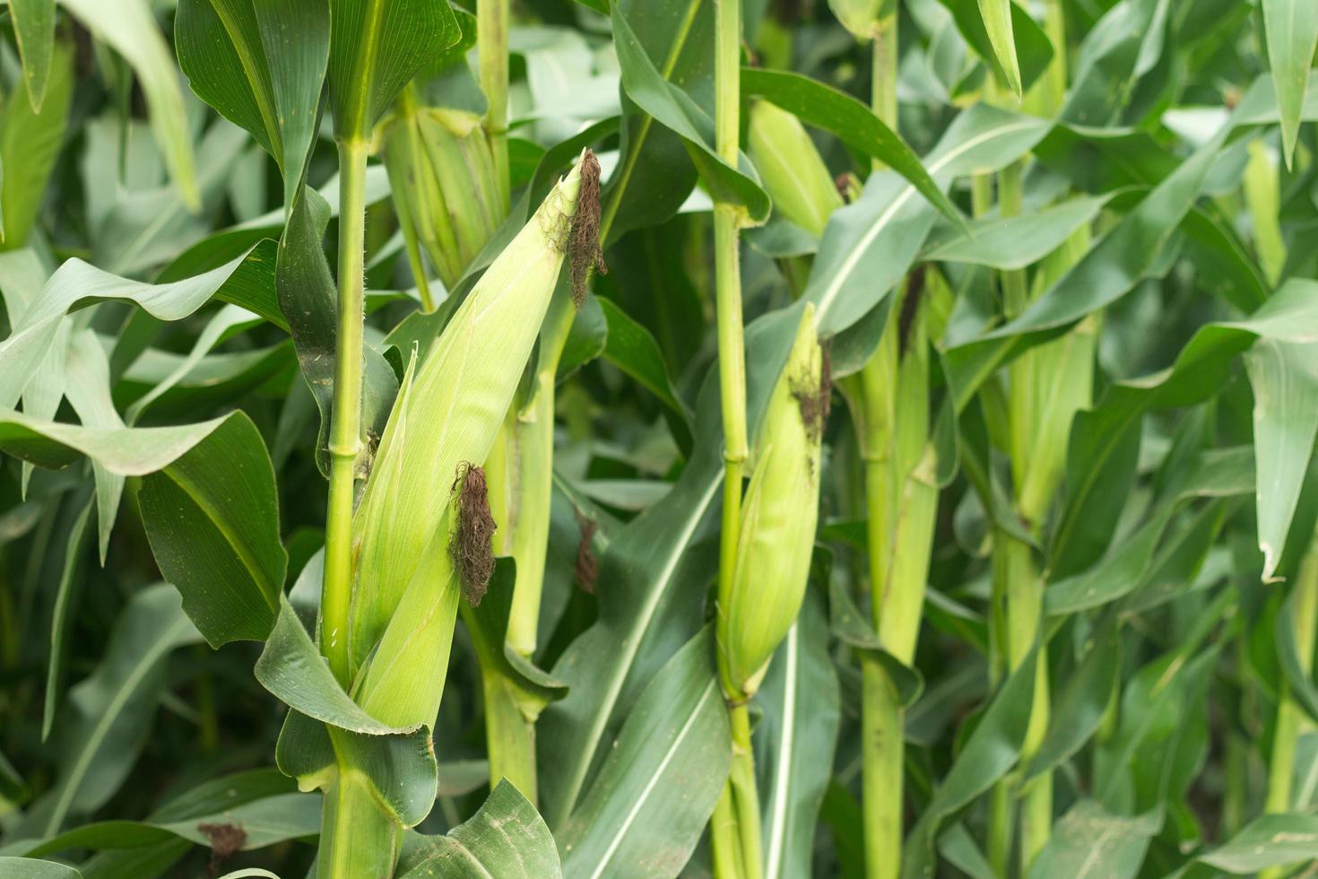 close up de espiga de milho antes da colheita foto