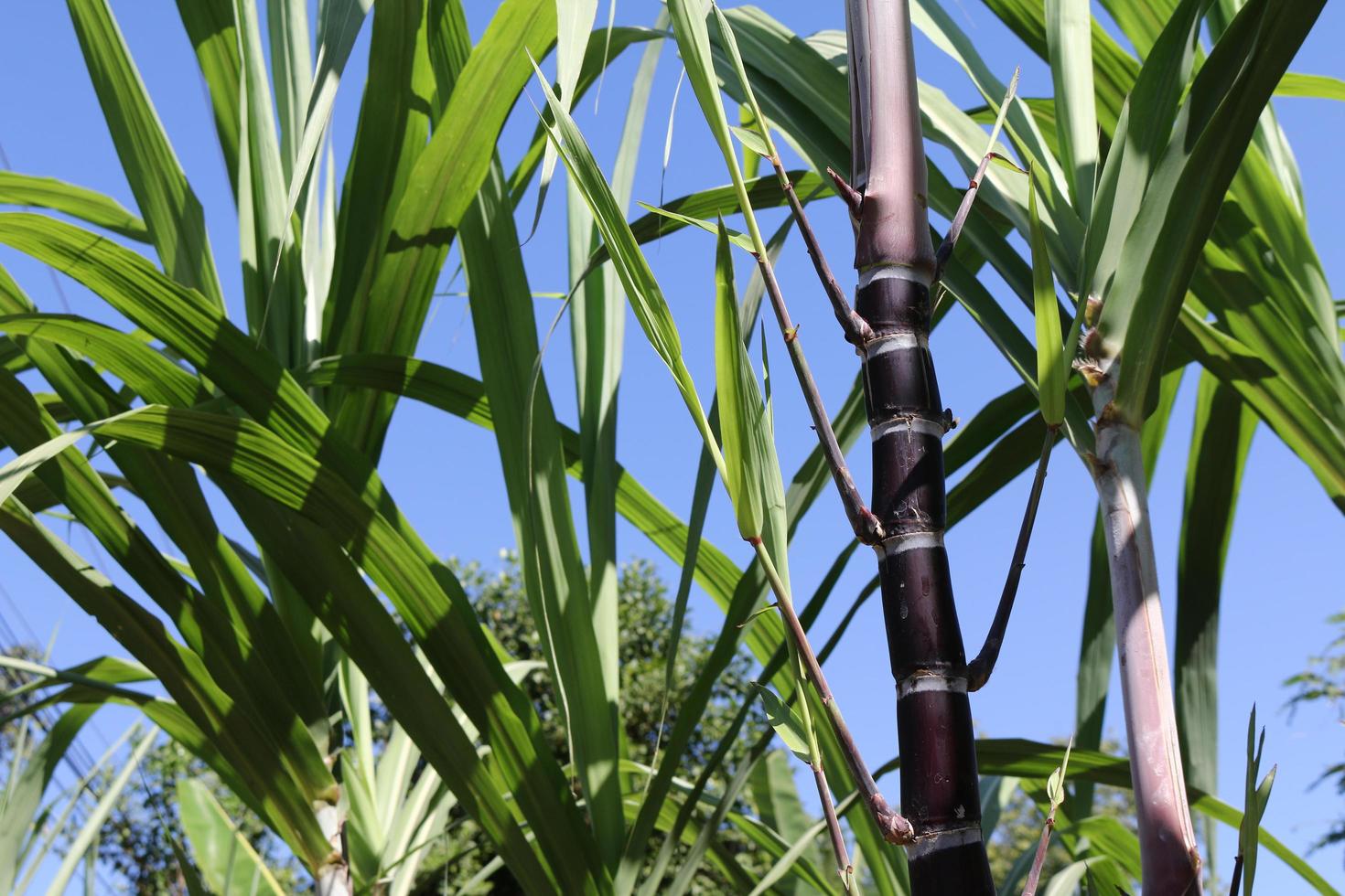 close-up de plantas de cana foto