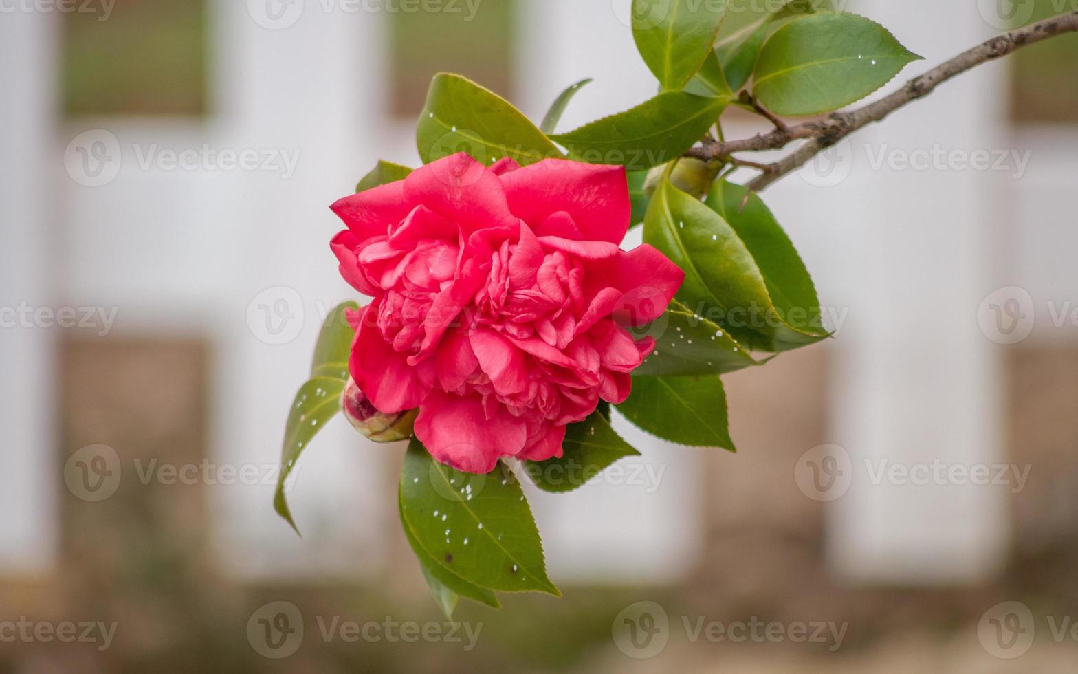 série de flores da primavera, camélia vermelha florescendo 1344036 Foto de  stock no Vecteezy