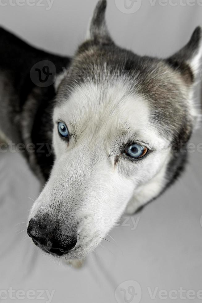 husky sibirian olhando de soslaio foto