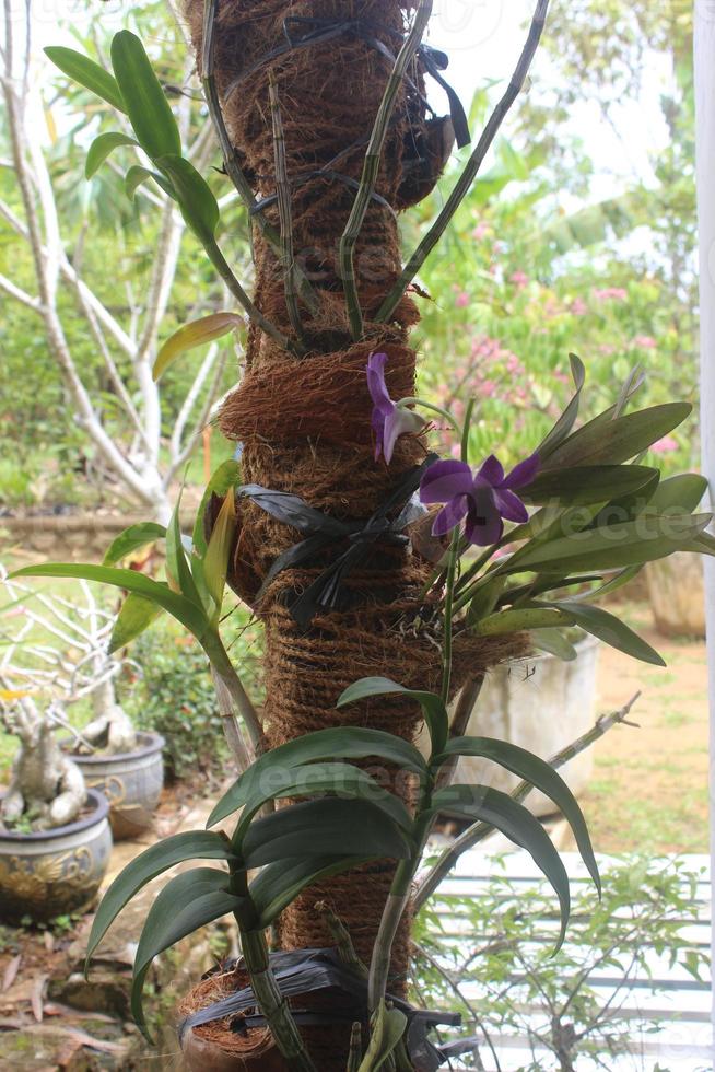 foco seletivo da bela orquídea dendrobium ou dendrobium sp. flor no jardim. família das orquídeas foto