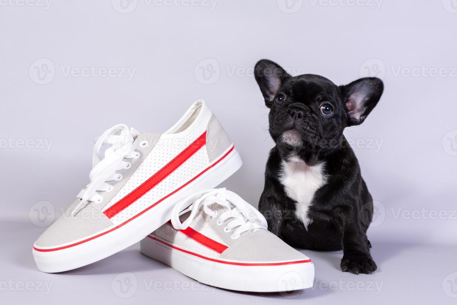 cachorrinho bulldog francês com botas em fundo cinza. o conceito de atividades esportivas foto