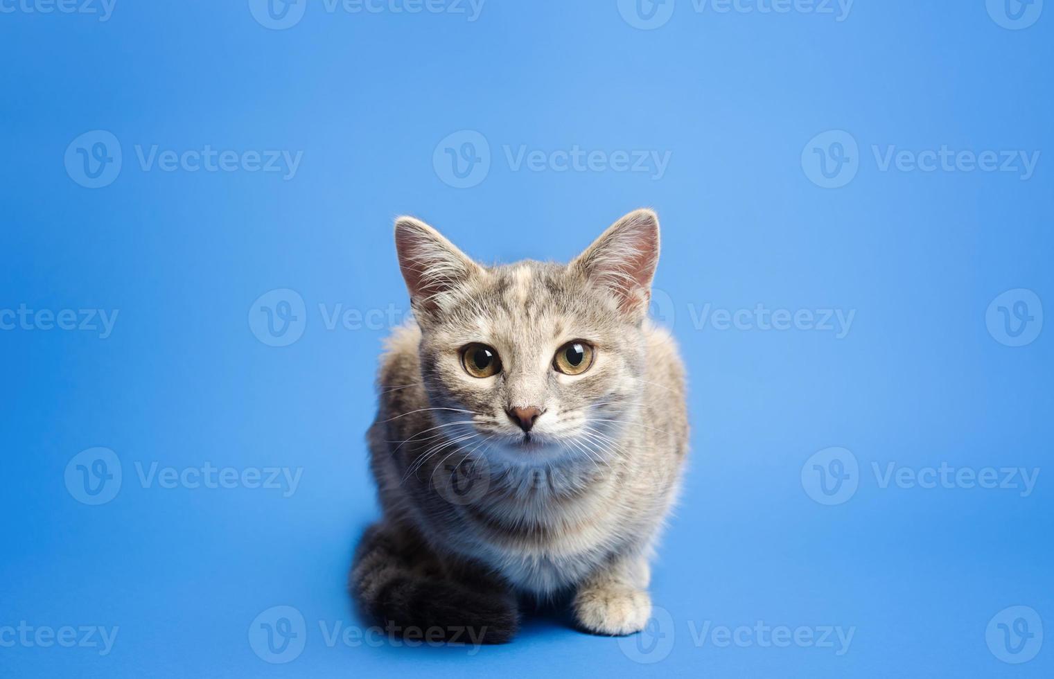 gato malhado bonito está olhando curiosamente para a câmera em um fundo azul. lindo gatinho engraçado. quebrando a quarta parede. curiosidade e atenção, gatinho brincalhão. retrato, sentado posando. foto