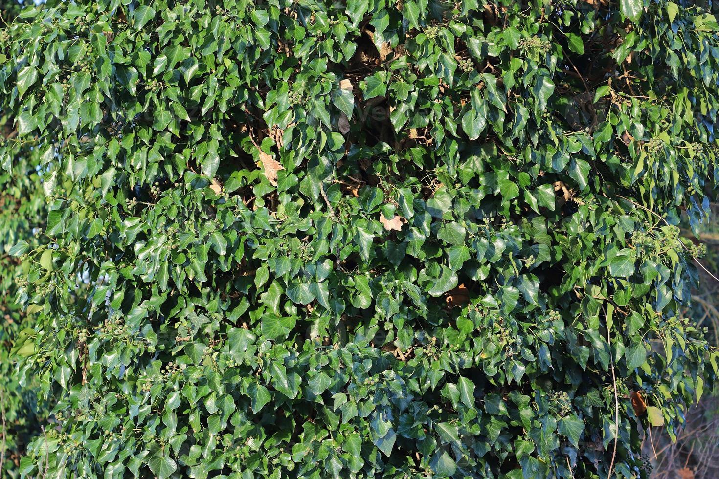 lindas folhas verdes de plantas e diferentes sebes e paredes foto