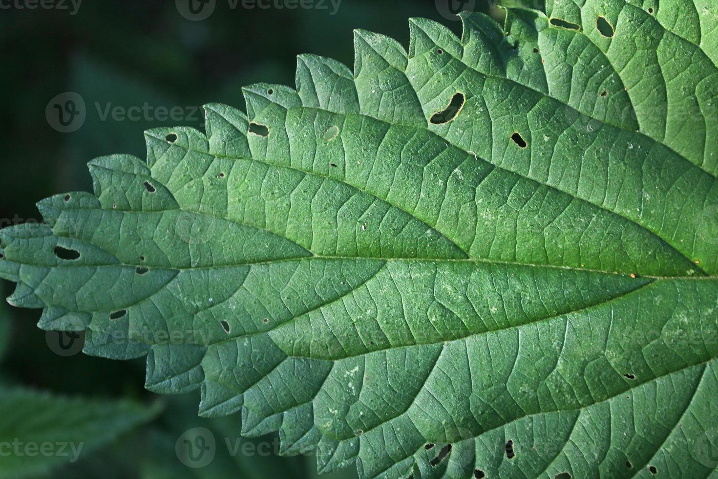 lindas folhas verdes de plantas e diferentes sebes e paredes foto