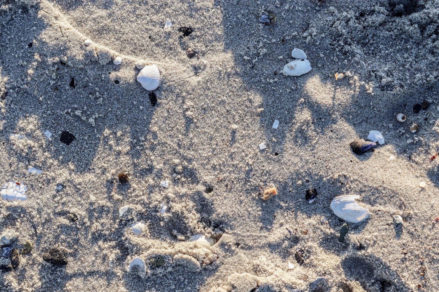 detalhada vista de perto em conchas em uma praia de areia no mar Báltico. foto