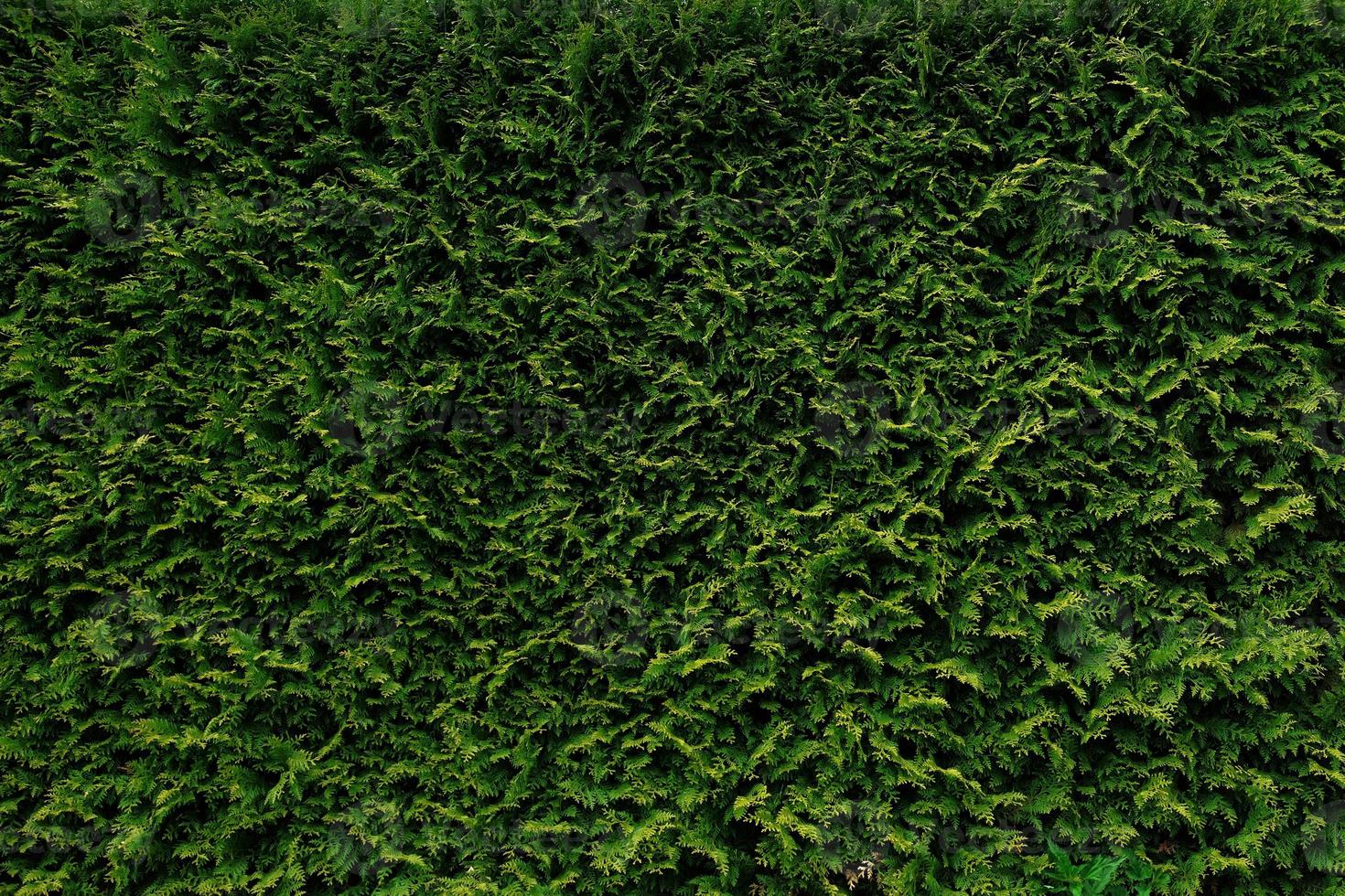 belas folhas verdes de árvores thuja, papel de parede de fundo da natureza, arbustos de parede, protetor de tela. fundo verde brilhante para papel de parede e pano de fundo. thuja occidentalis. cerca viva verde no jardim ou quintal. foto