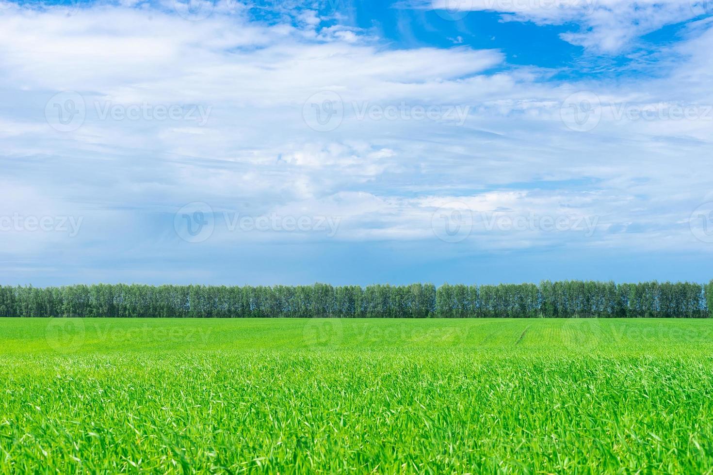 campo e vidoeiro foto