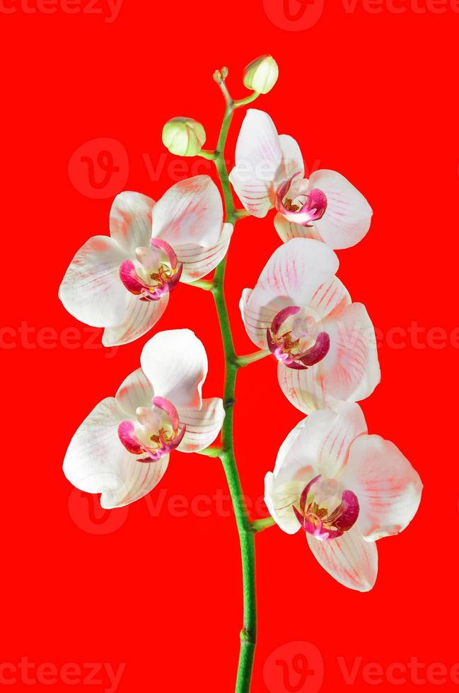 lindo cacho de flores de orquídeas rosa e roxas vivas de perto 1346375 Foto  de stock no Vecteezy