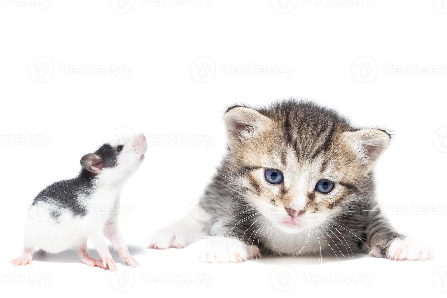 animais em fundo isolado foto