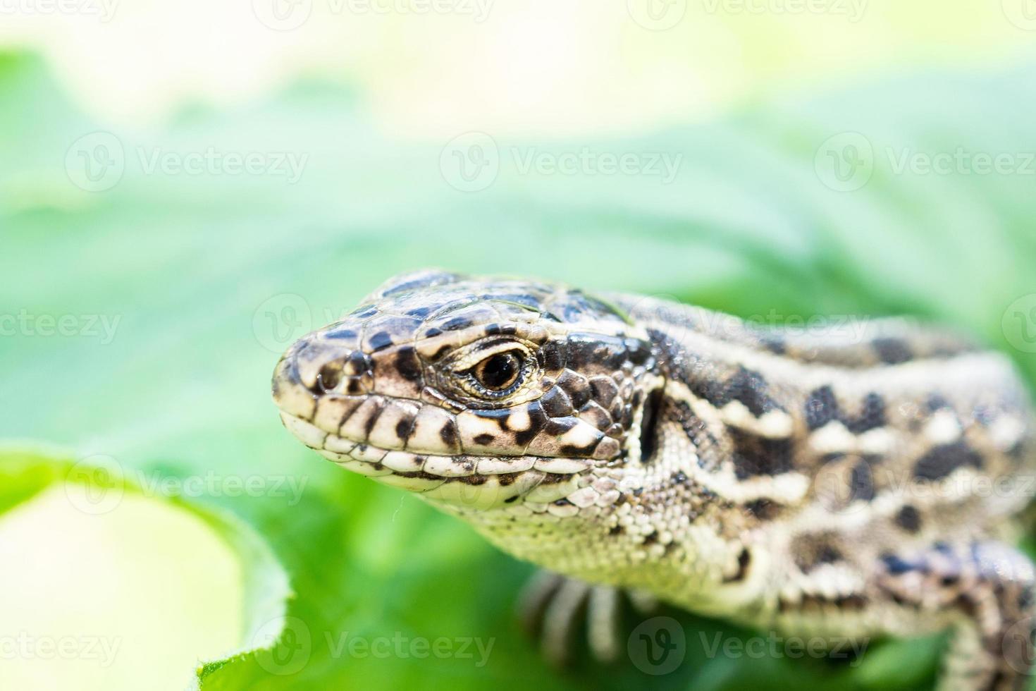 lagarto na grama. foto