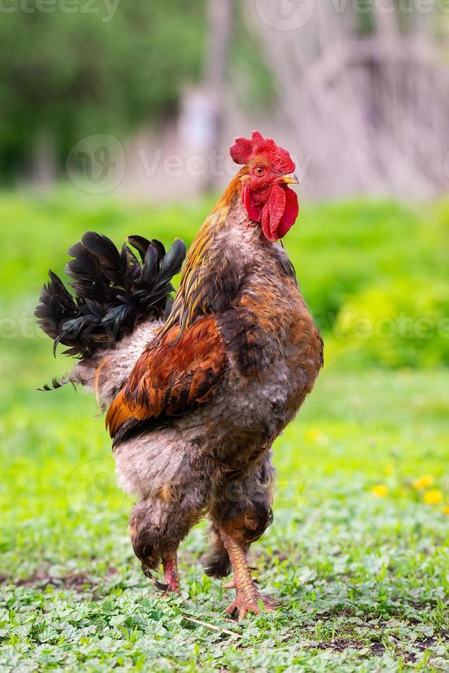 galo na grama. foto