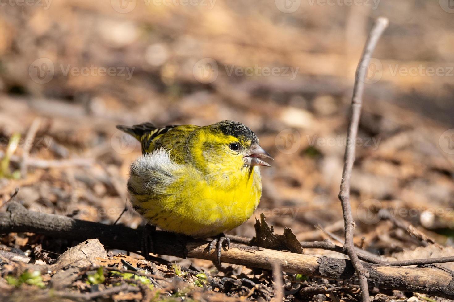 siskin euro-asiático no chão foto