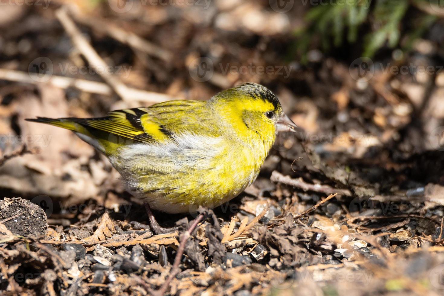 siskin euro-asiático no chão foto