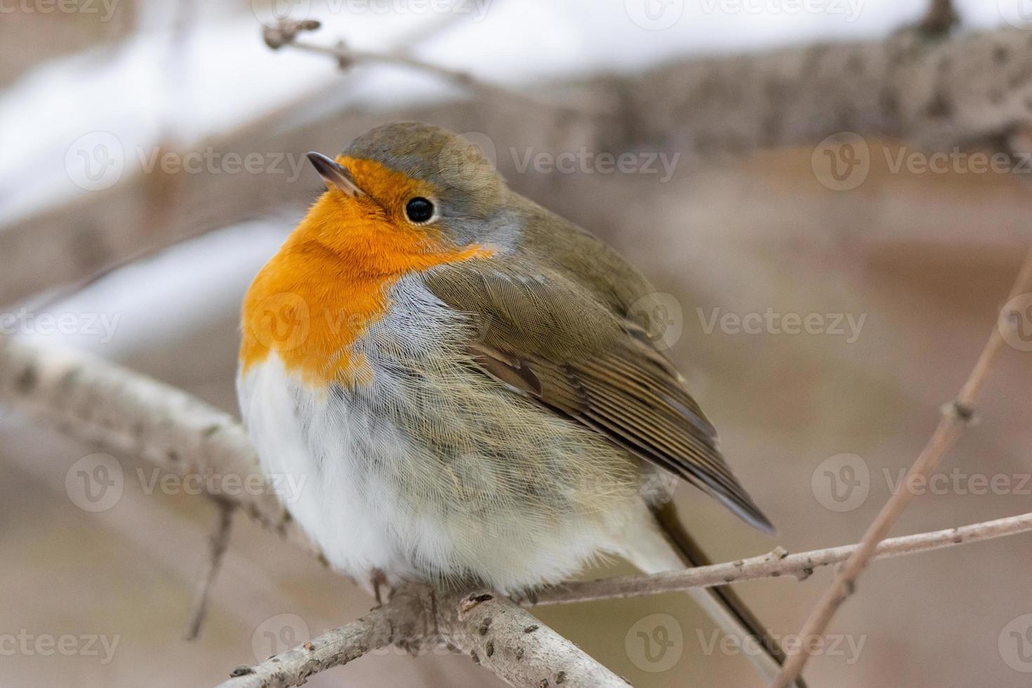 cena de neve de peito vermelho de robin foto