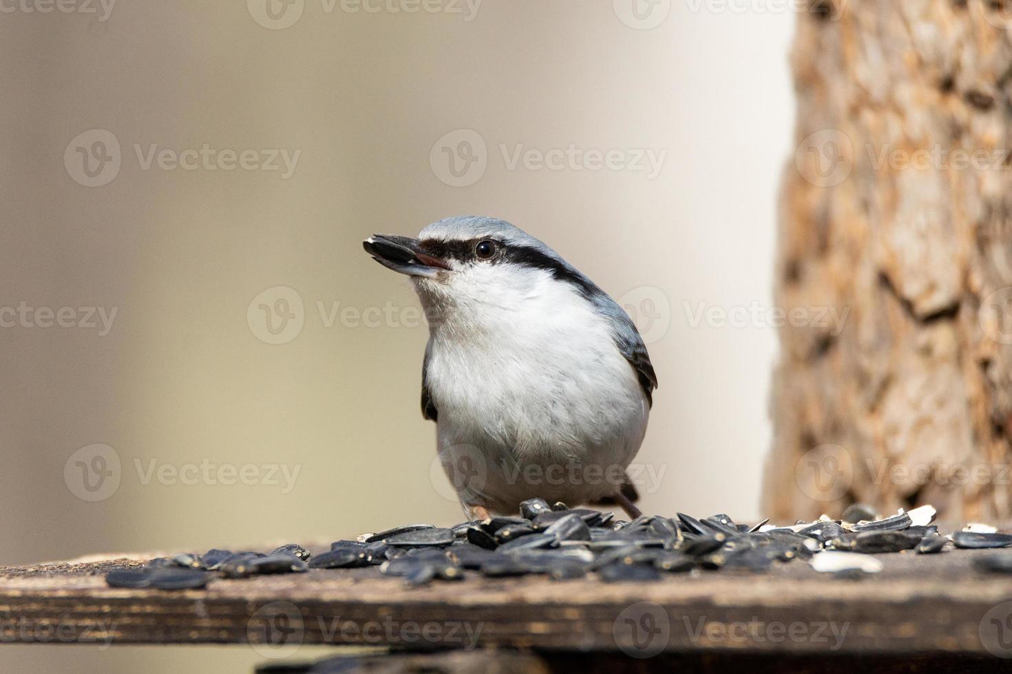 pica-pau-cinzento, sitta europaea foto