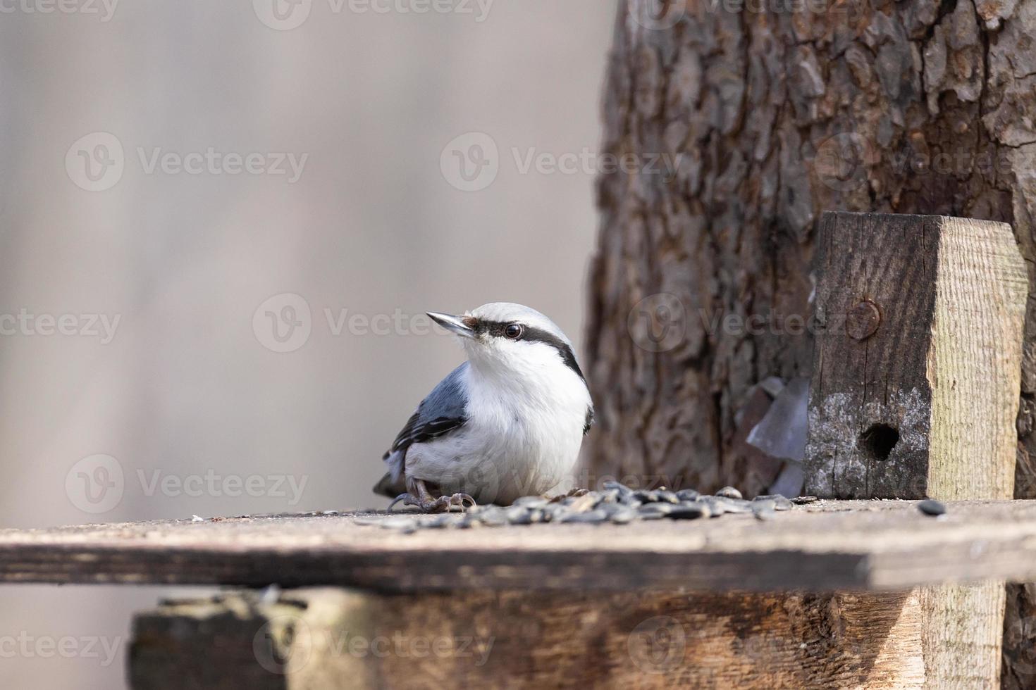 Nuthatch, Sitta Europaea, Nuthatch Eurasian foto