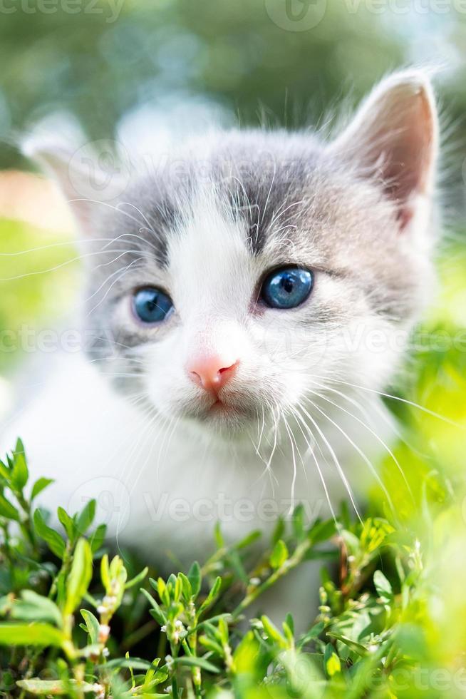 gatinho na grama. foto