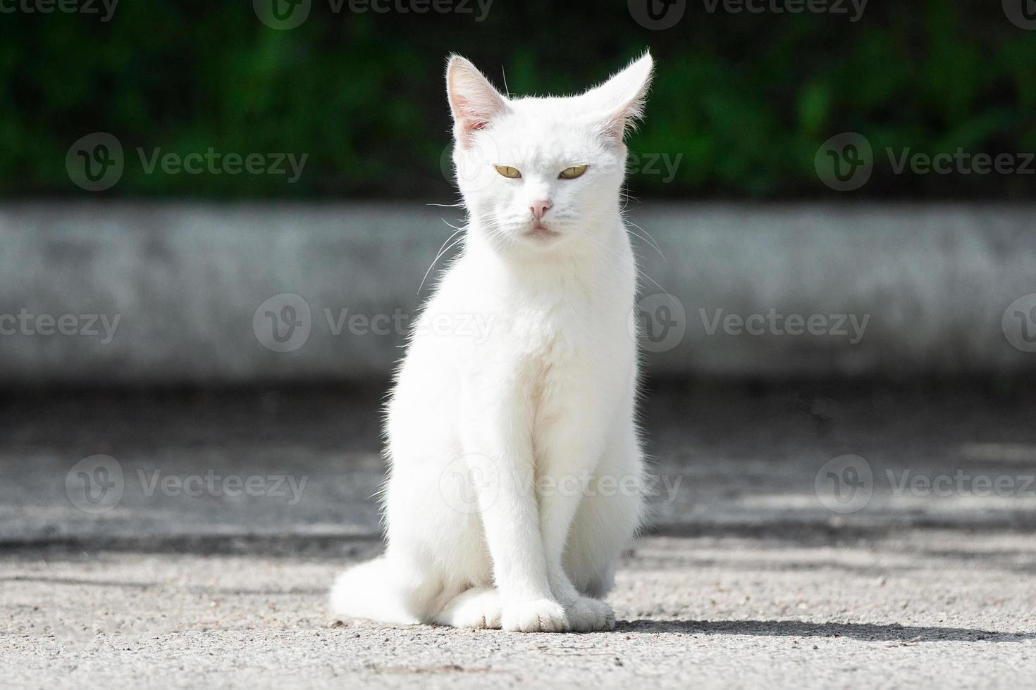 gato branco na grama foto