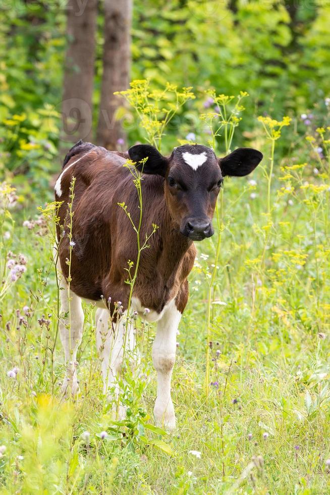 bezerro de vaca no prado foto