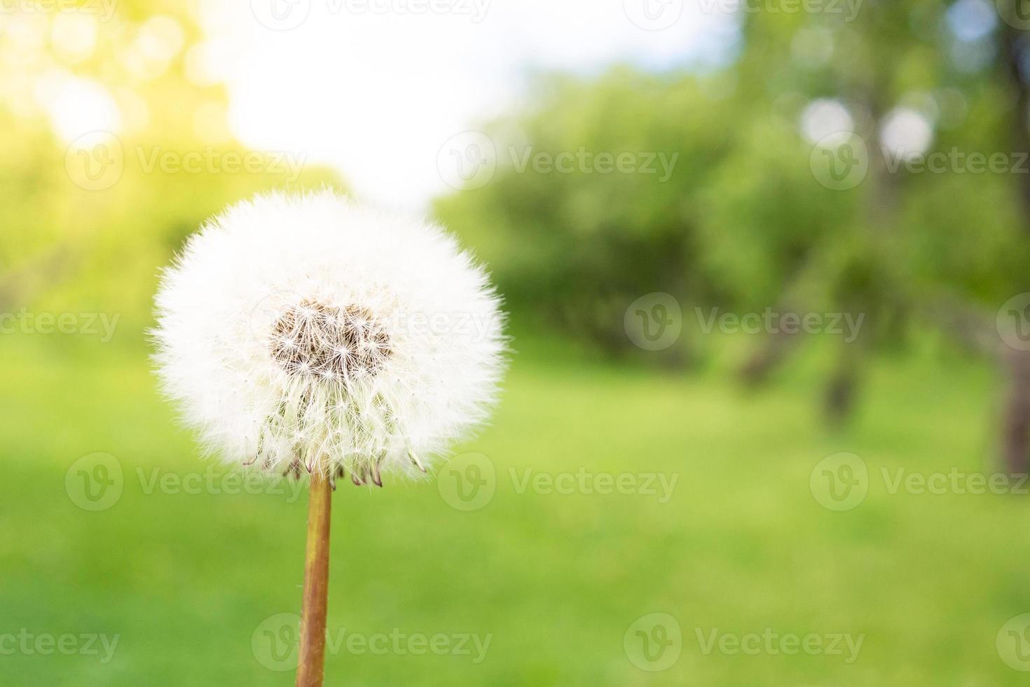 dente de leão contra a natureza foto