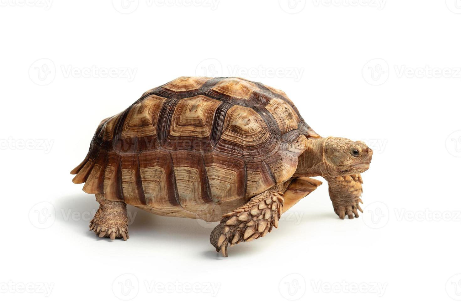 tartaruga centrochelys sulcata isolada no fundo branco foto
