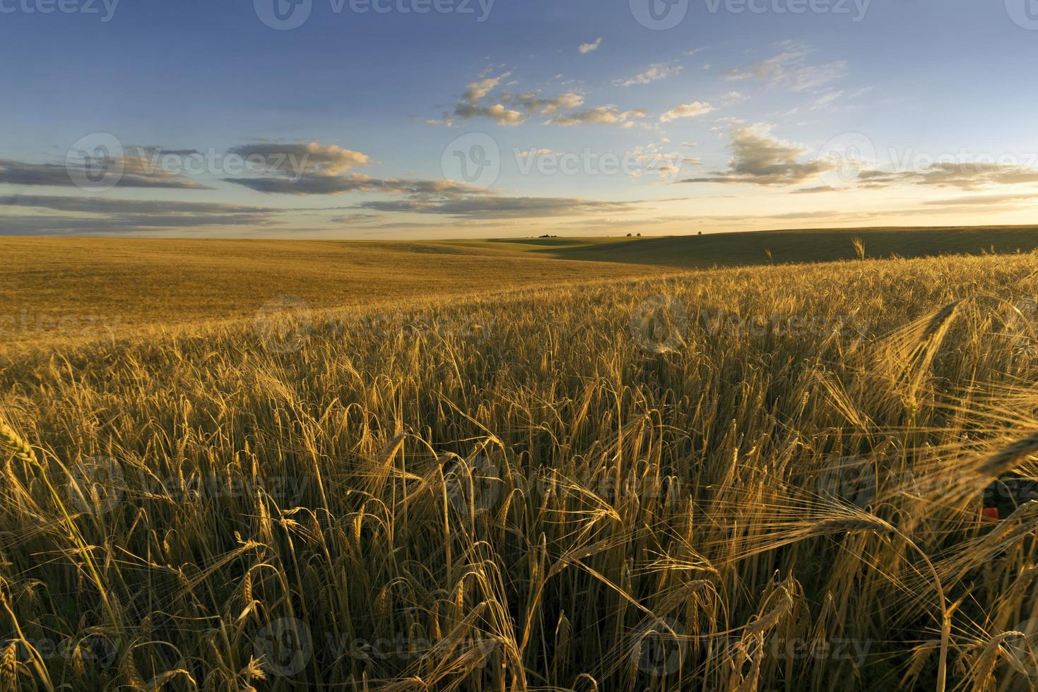 campo de trigo em uma noite de verão foto