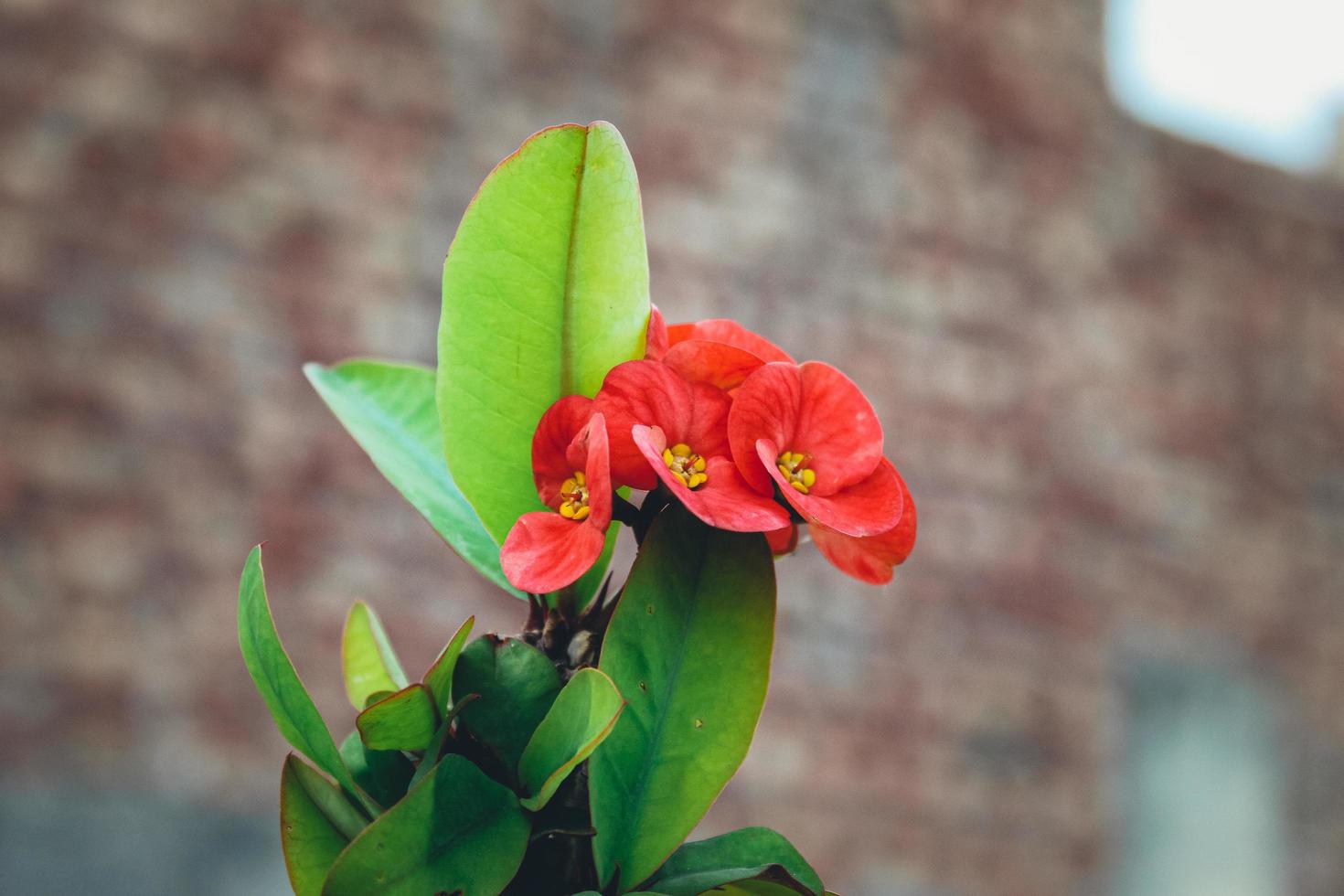 flores vermelhas com folhas verdes foto