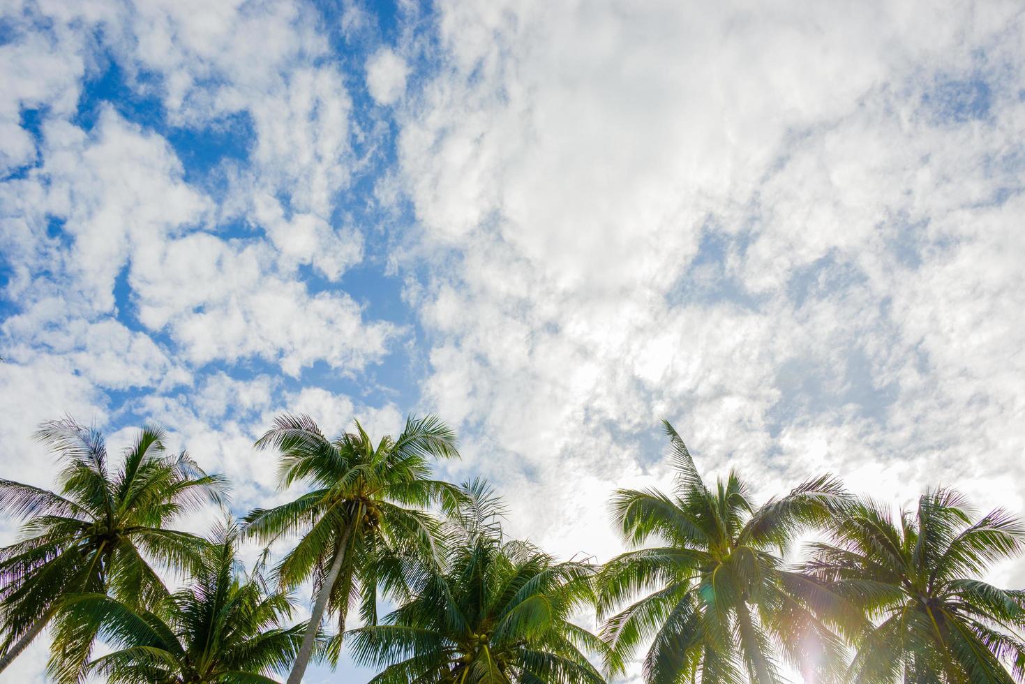 coqueiro na praia e céu foto