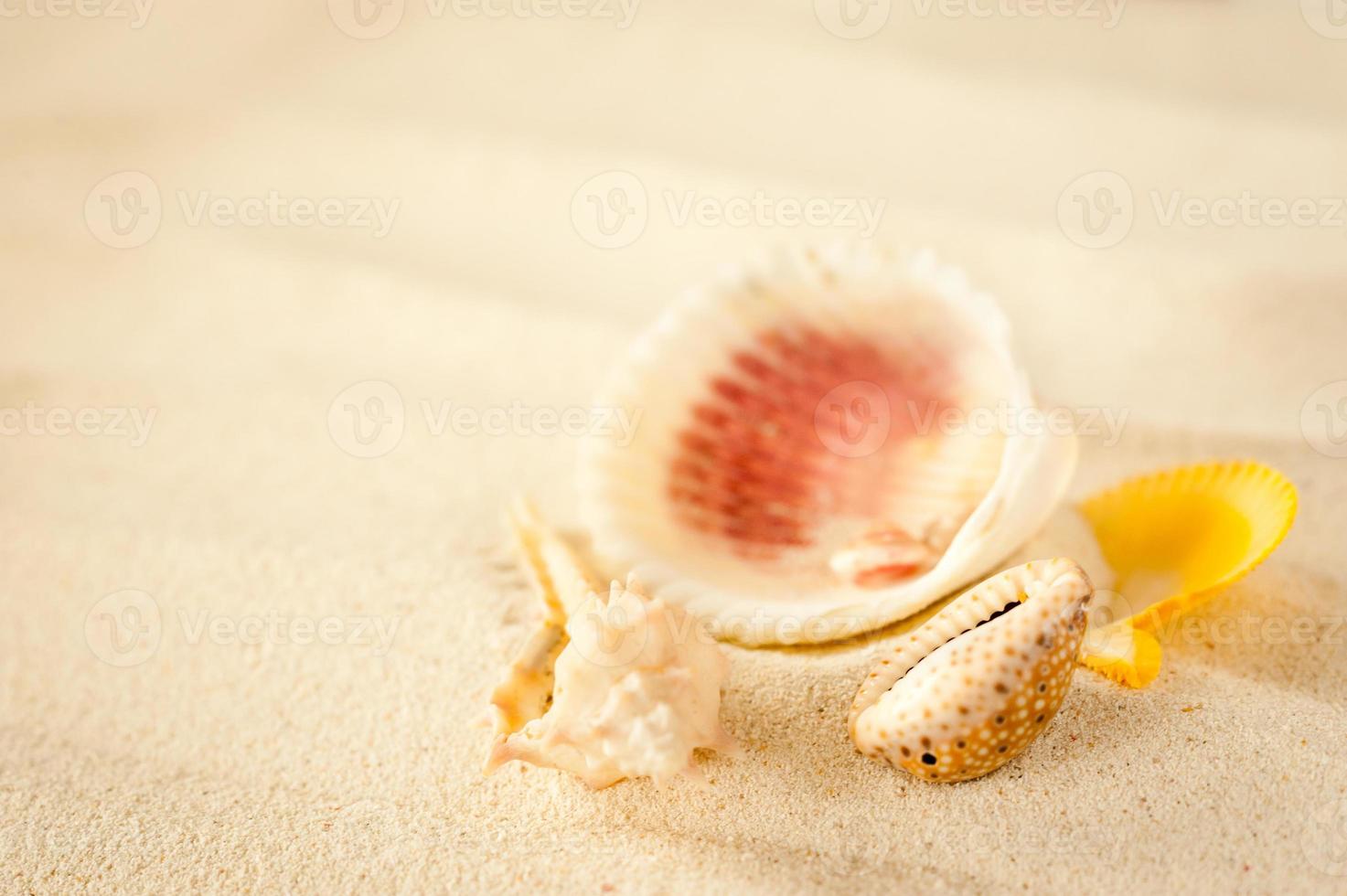 conchas na areia ondulada foto