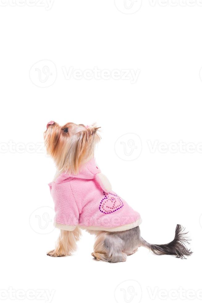 todos os cães adoram. Vista lateral do yorkshire terrier fofo em roupas cor de rosa, enfiando a língua de beicinho e olhando para cima enquanto está isolado no fundo branco foto