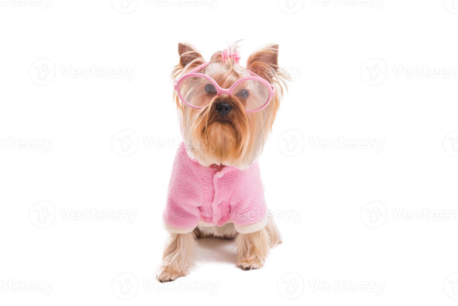 cachorro fofo em grande estilo. bonito yorkshire terrier em roupas cor de rosa e óculos, olhando para a câmera enquanto está isolado no fundo branco foto