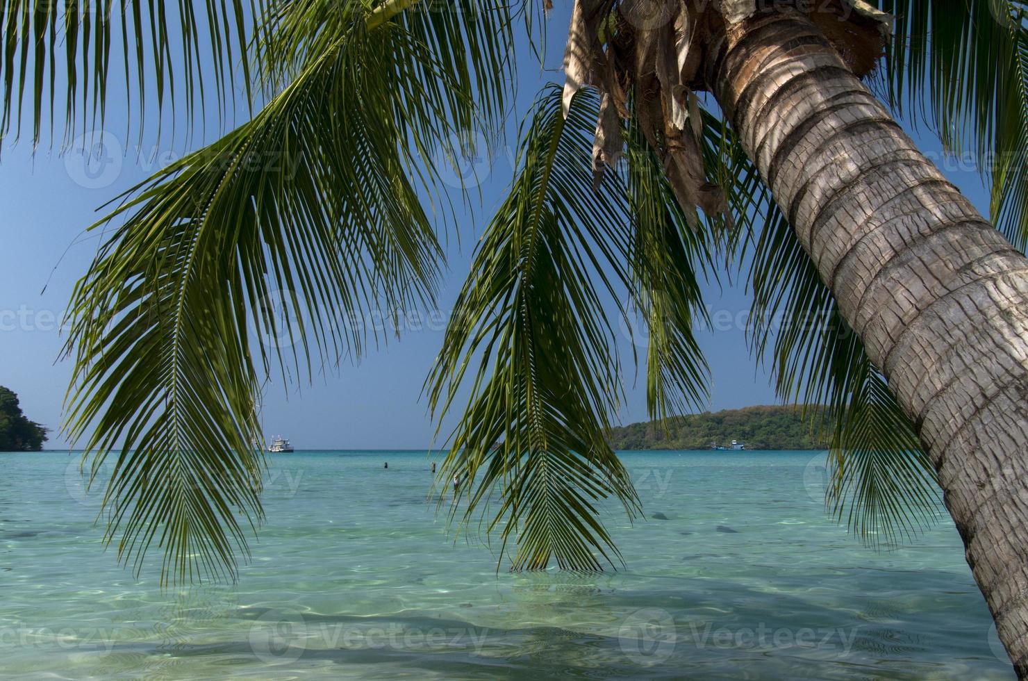 palmeira na praia na tailândia foto