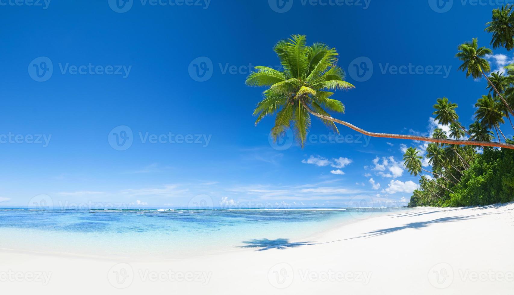 praia tropical com areia branca e palmeiras foto
