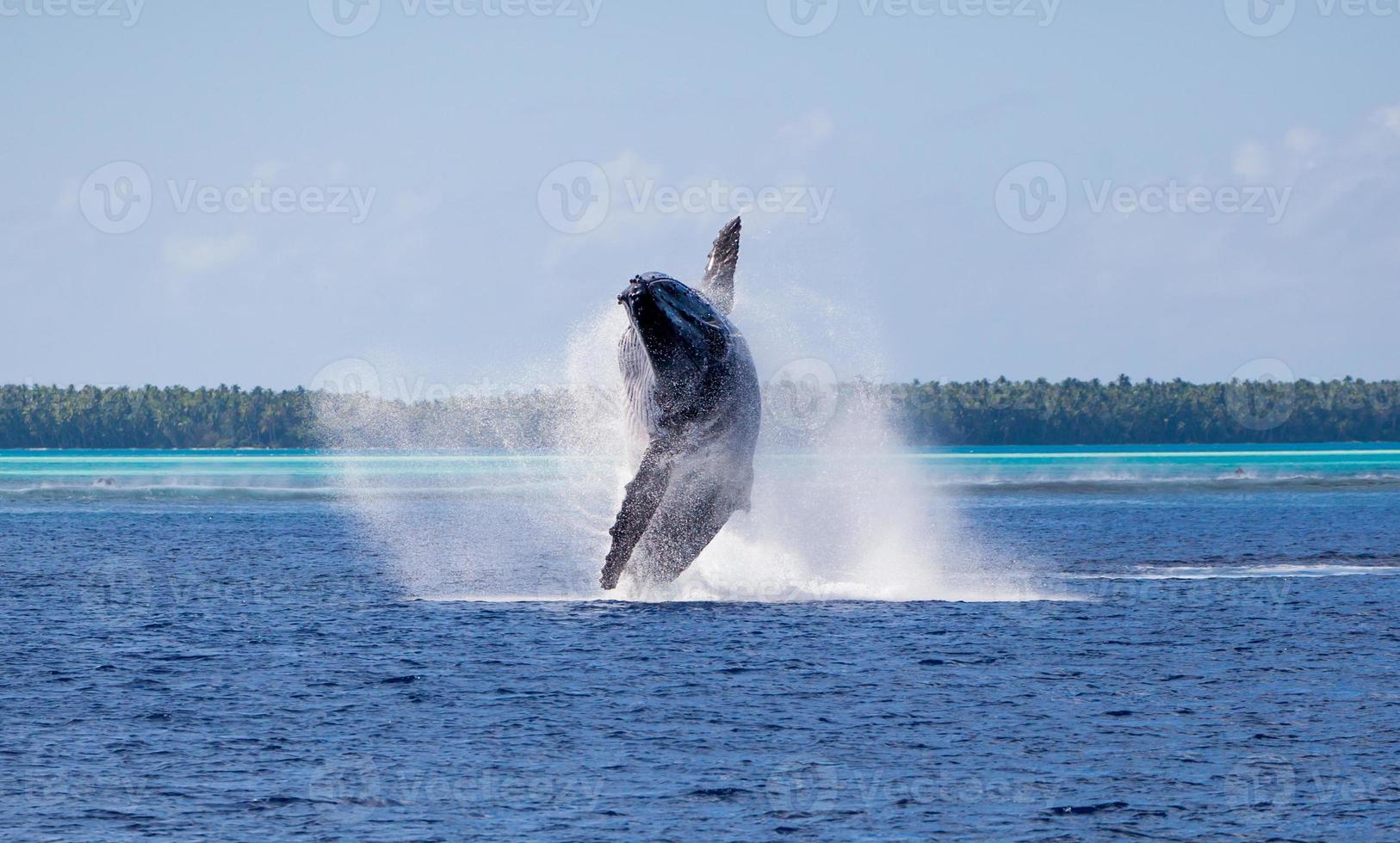 violação da baleia jubarte no taiti foto