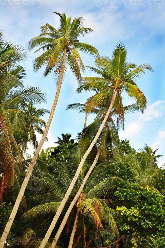 praia tropical com palmeiras e areia foto