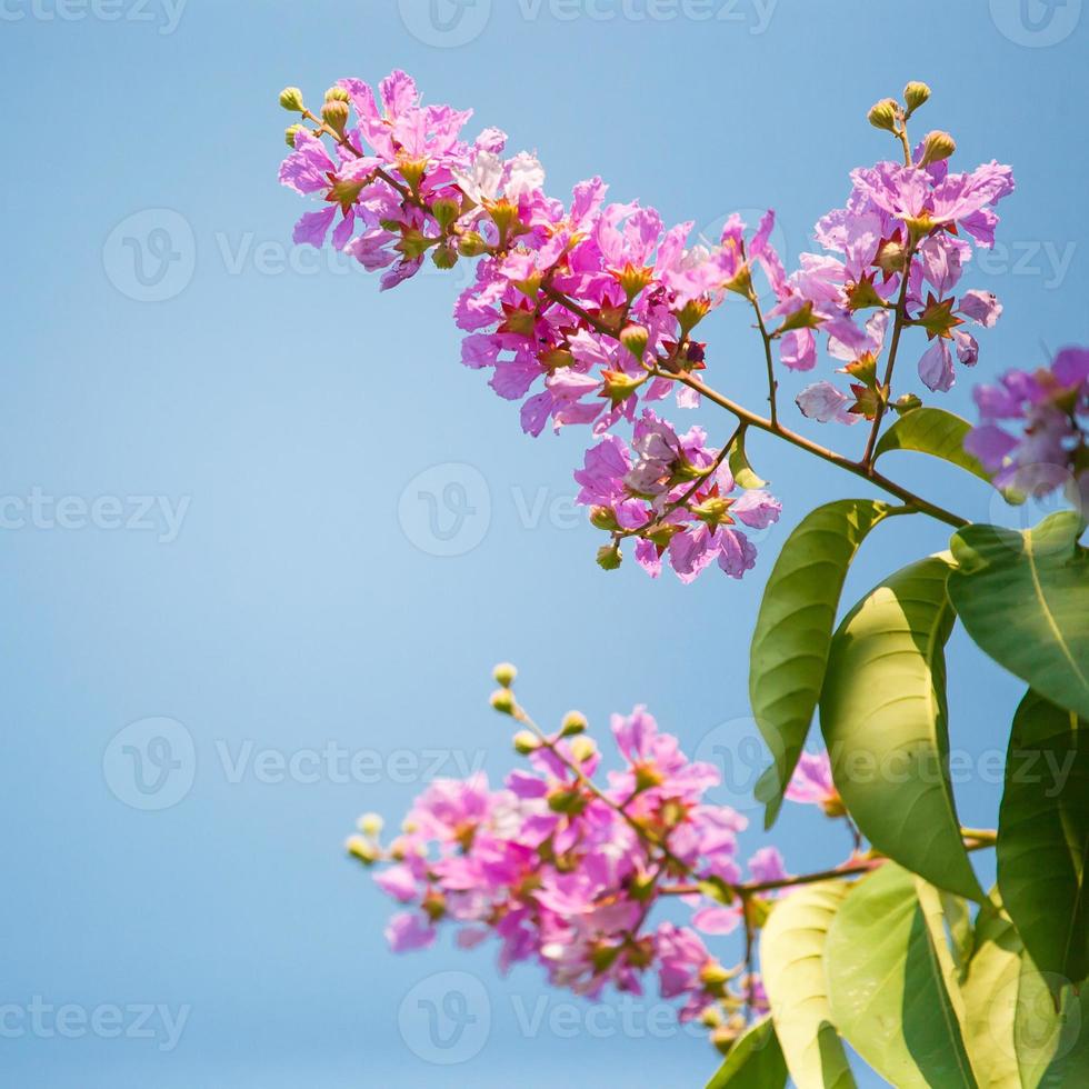 flor violeta lagerstroemia speciosa contra céu azul florescendo i foto