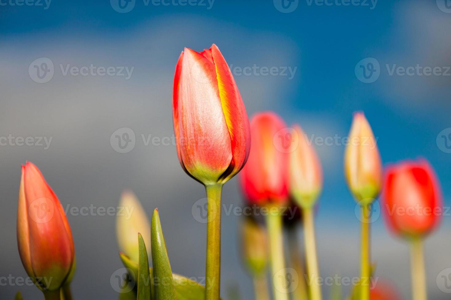 lindo campo de tulipas amarelas vermelhas com céu azul nublado. foto