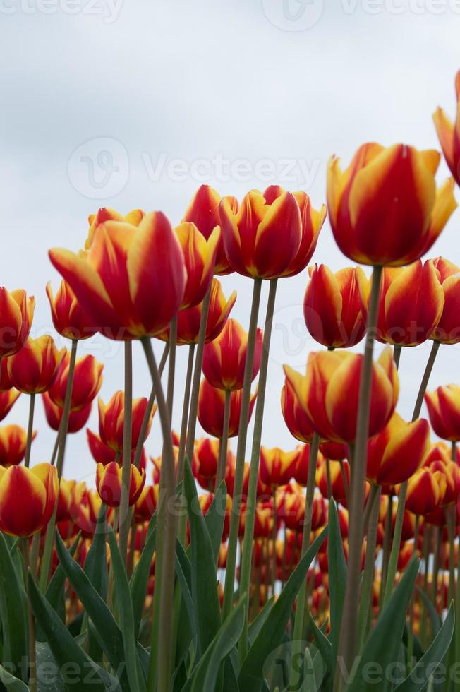 tulipas holandesas foto