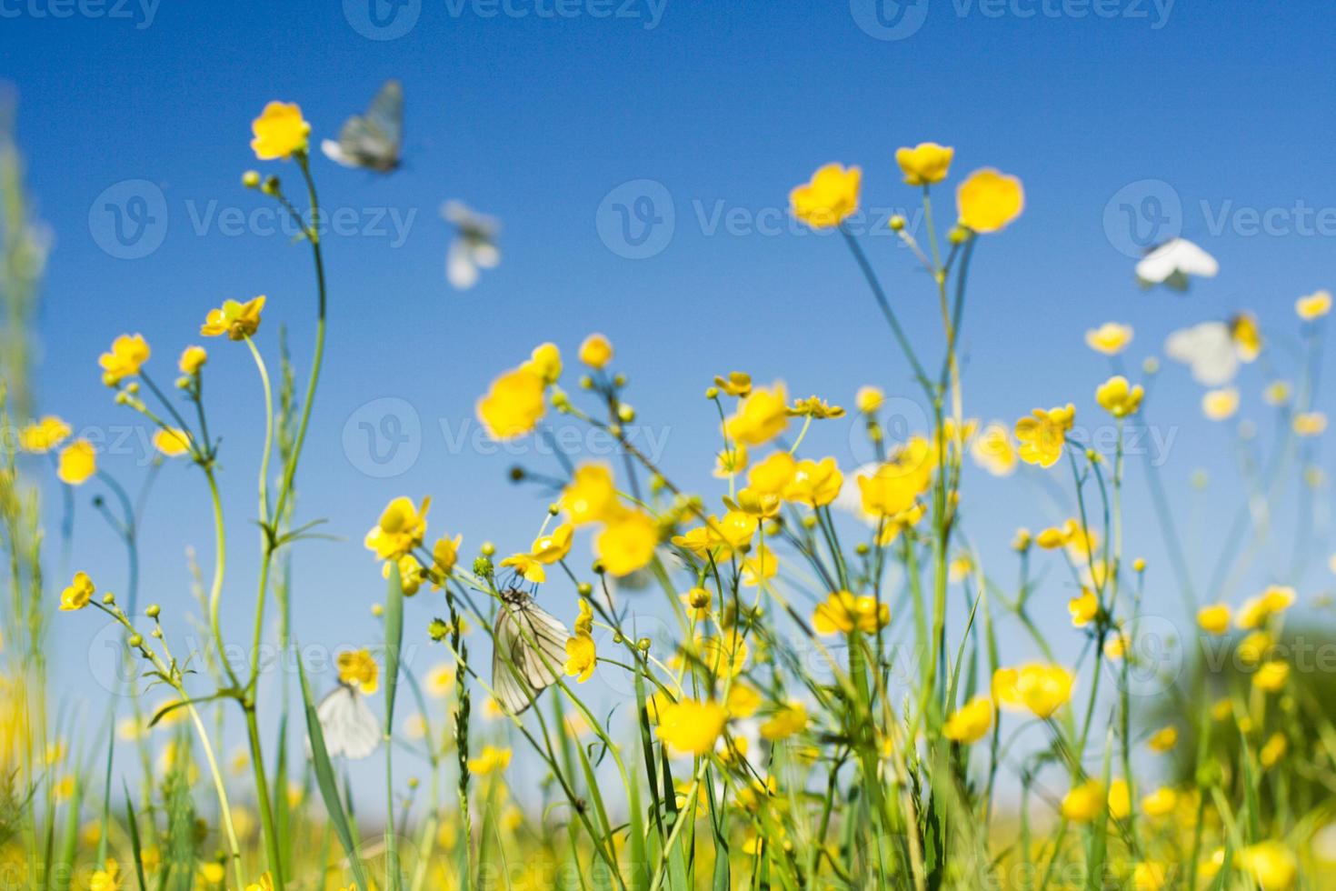 campo de flores com borboleta branca de repolho em voo foto