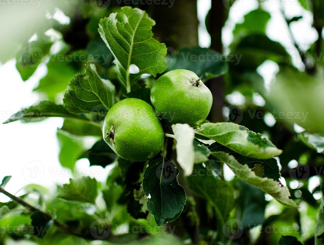 maçãs verdes na árvore foto