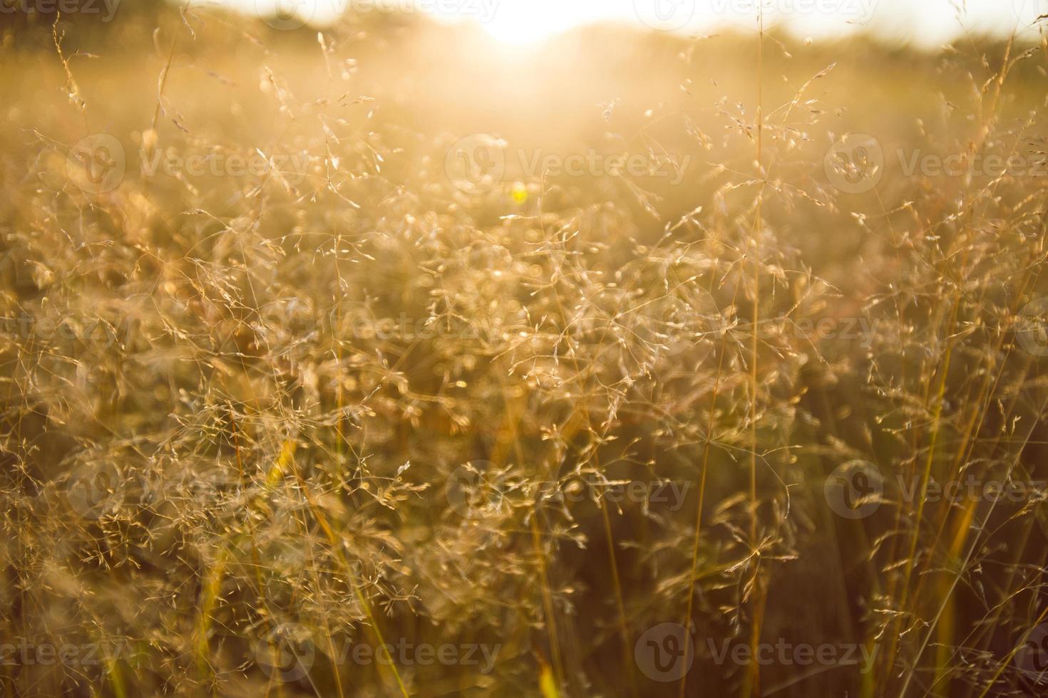 grama dourada ao pôr do sol foto