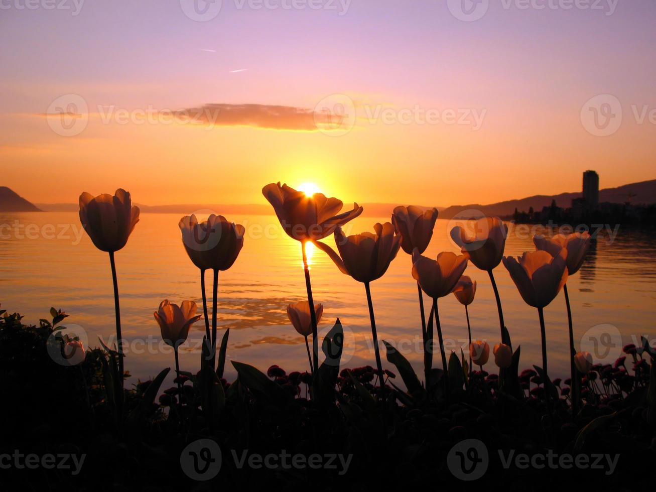 tulipas no pôr do sol foto