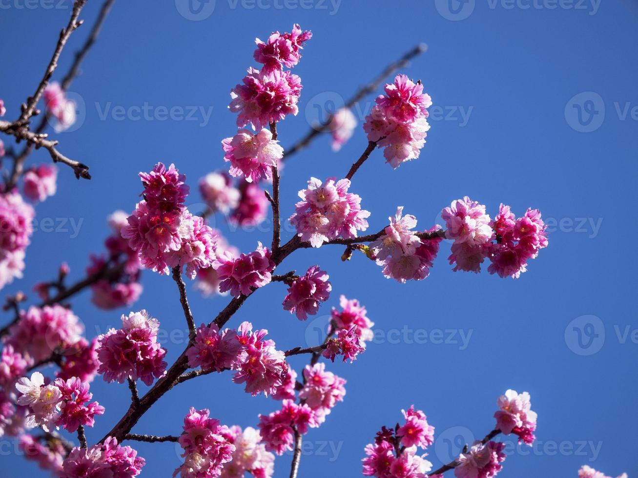Flor de cerejeira foto