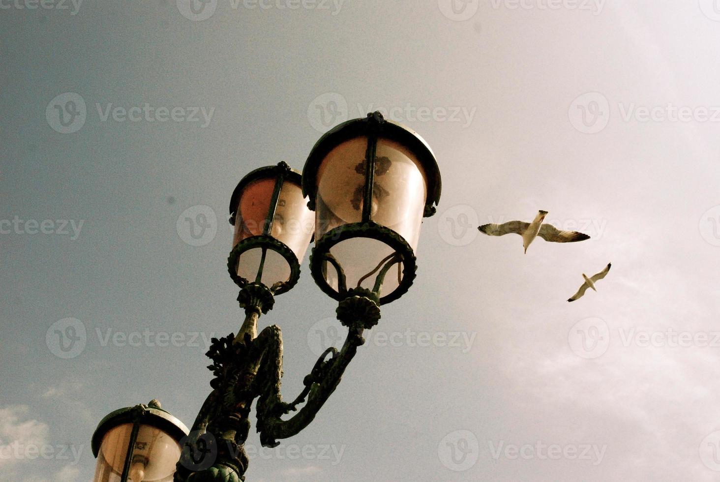gaivotas por poste de luz foto