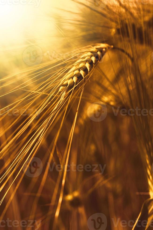 closeup de campo de trigo ao pôr do sol foto