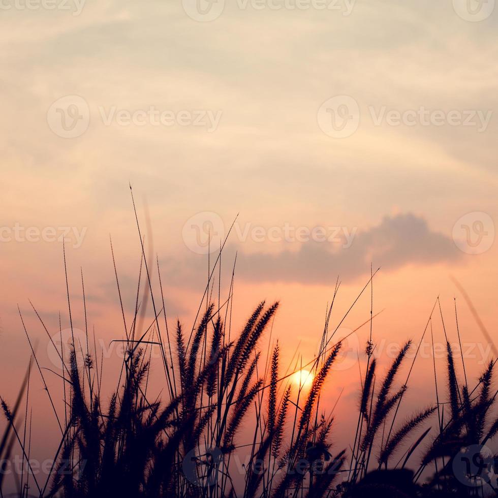 foto da silhueta do pôr do sol da natureza